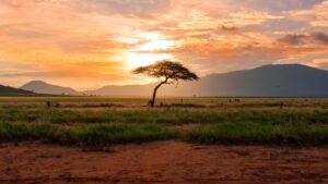 AFRICA