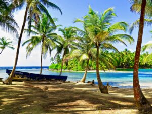 palm tree near body of water during daytime